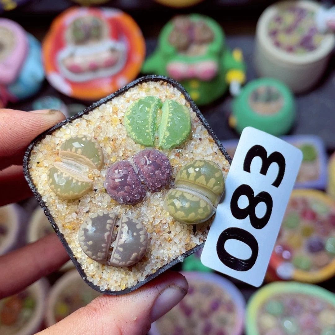 083生石花带盆发