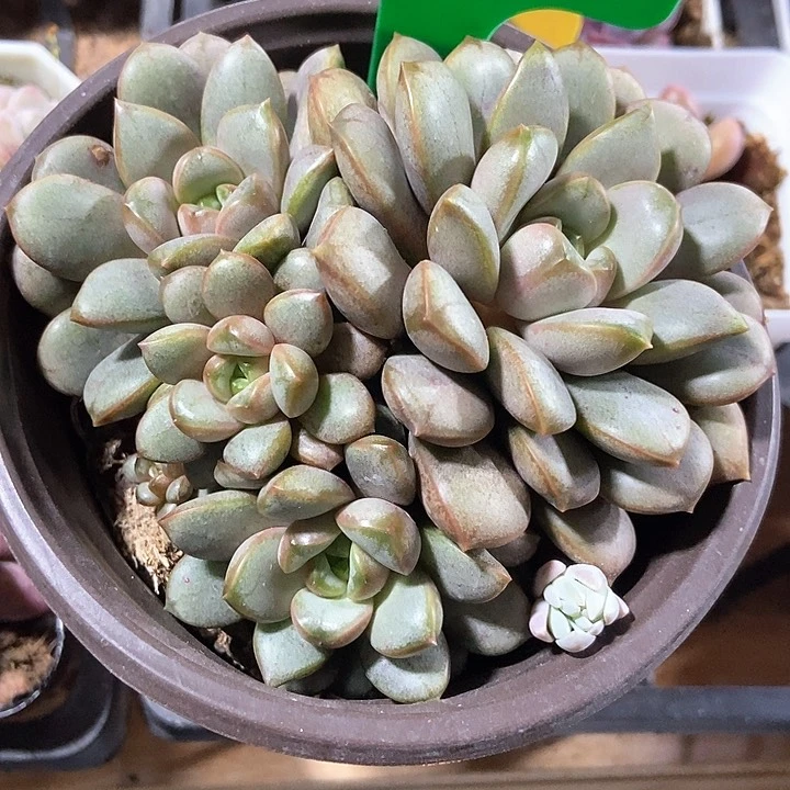 多肉葡萄807多肉