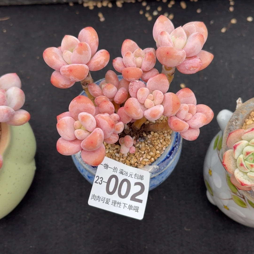 樱花洛神无盆土发货无