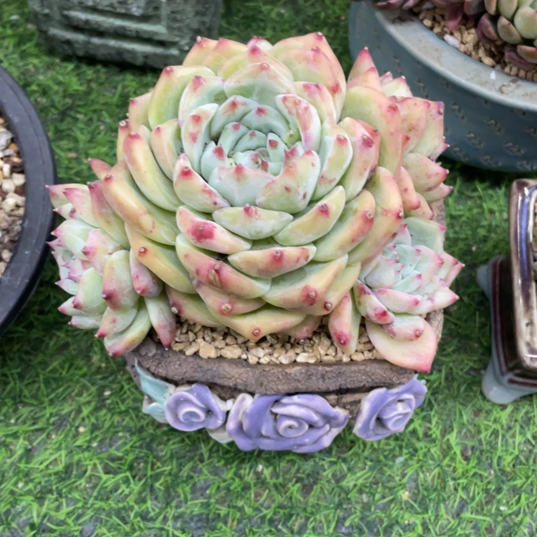 豆总多肉白拉糖群