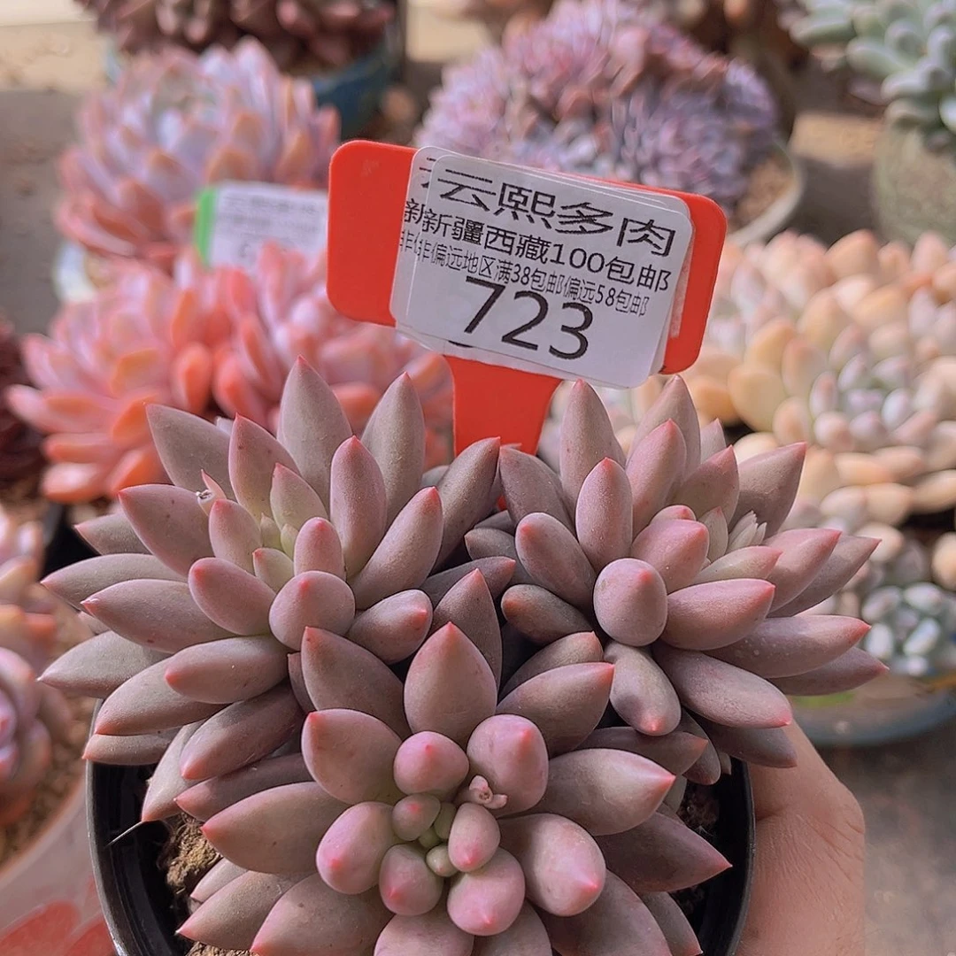 723虞姬美人多肉植物