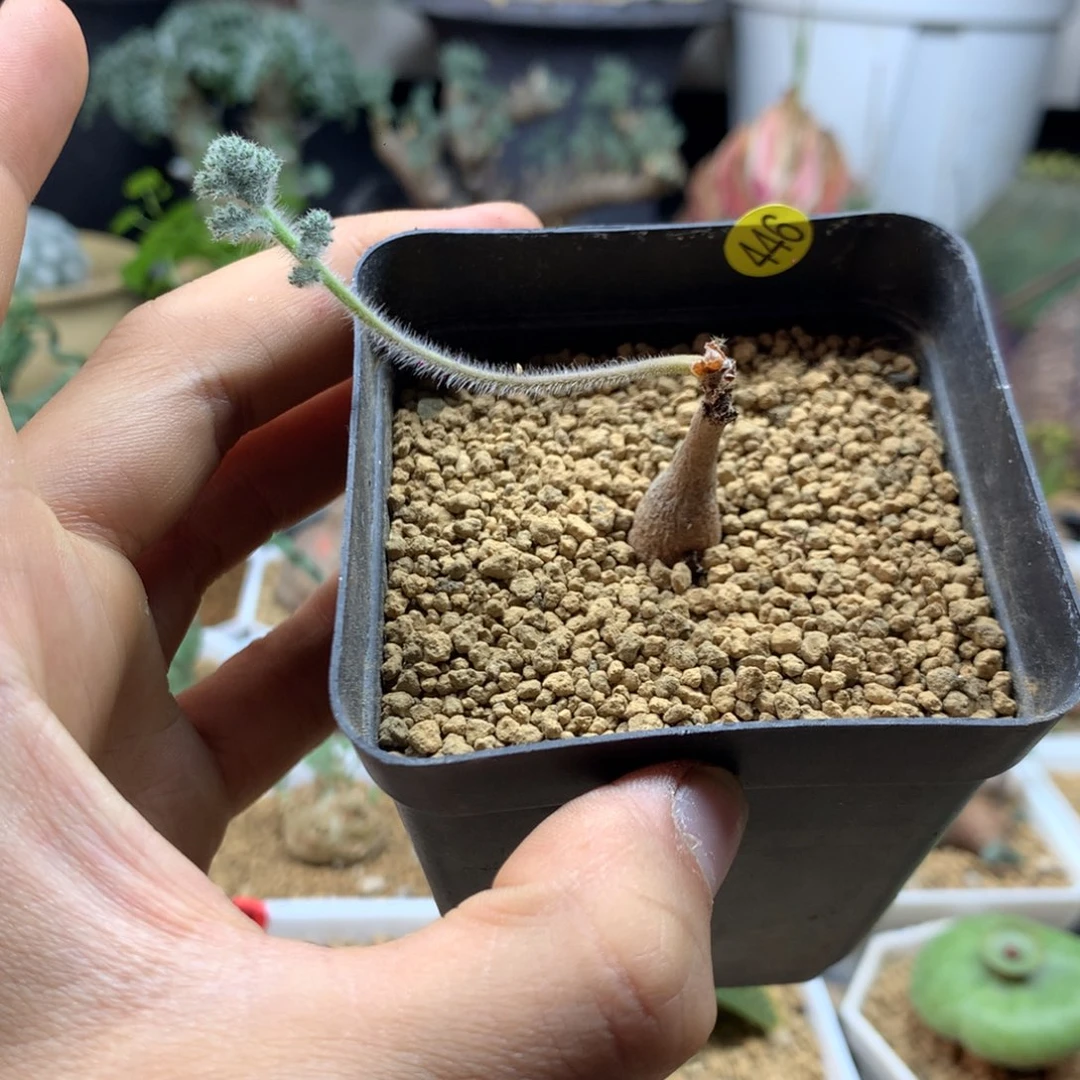 园艺枯木杨葵带盆446