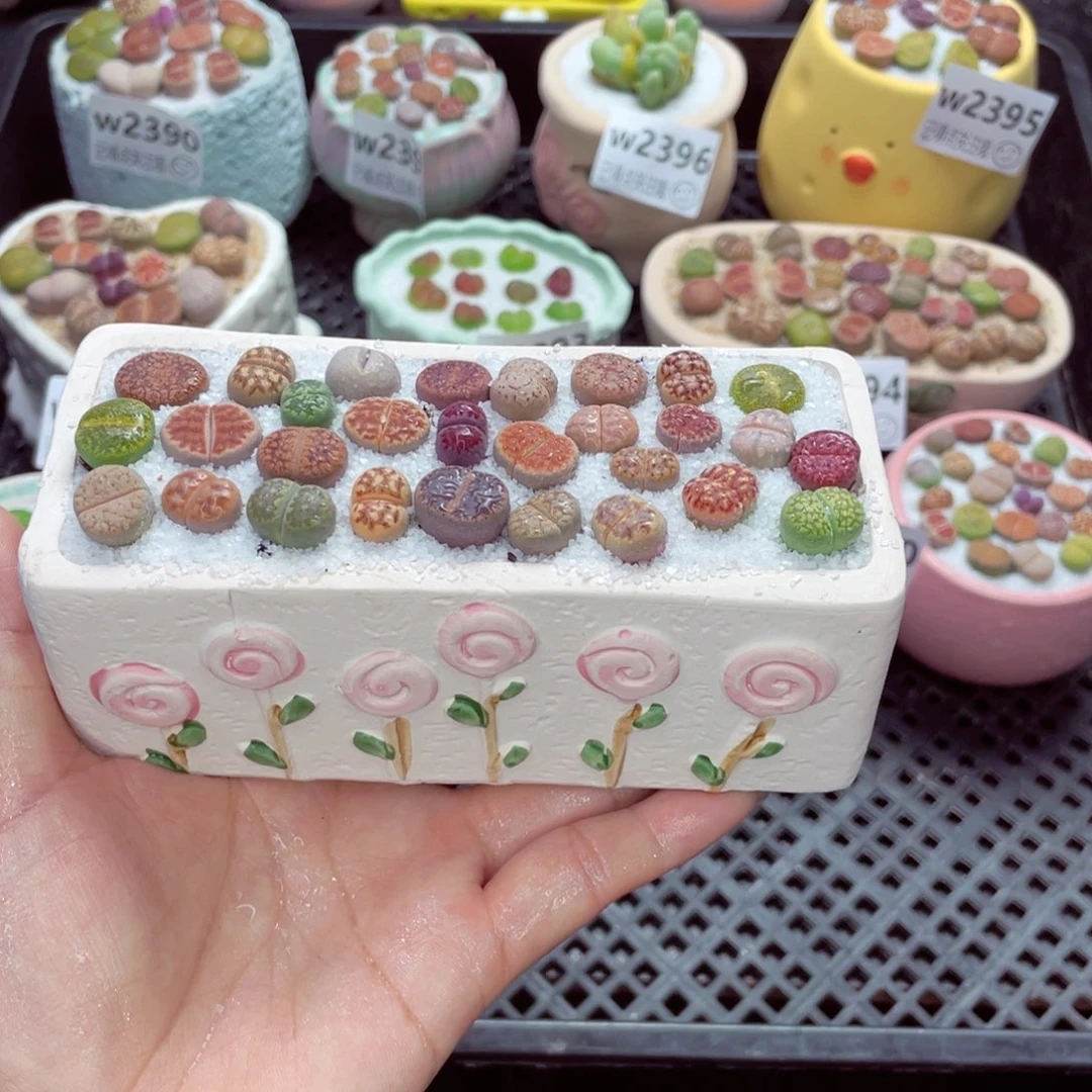 w2402 带盆土发货一物一拍