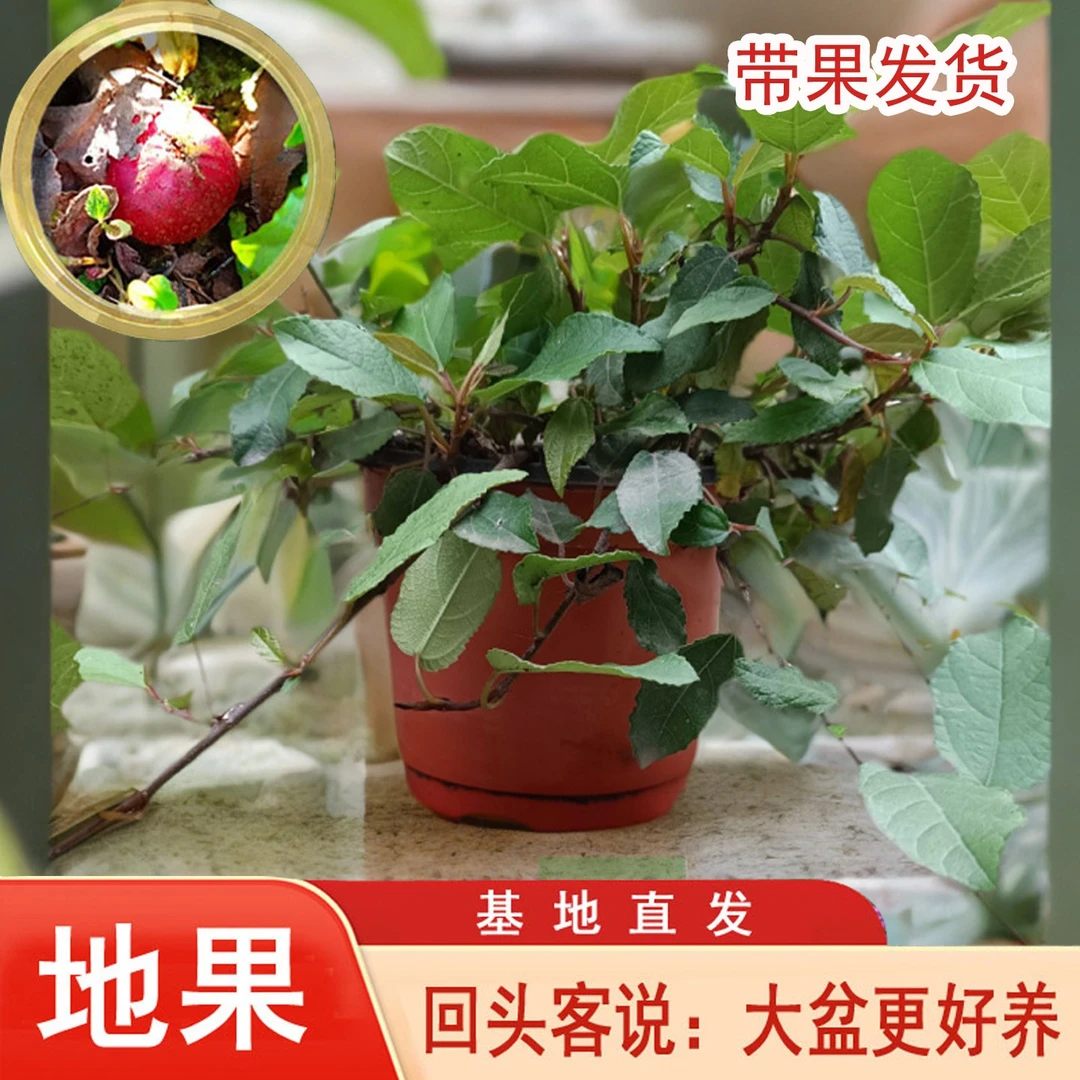 重庆野地瓜土地瓜野果地枇杷庭院铺设净化空气地苗地石榴四季盆栽