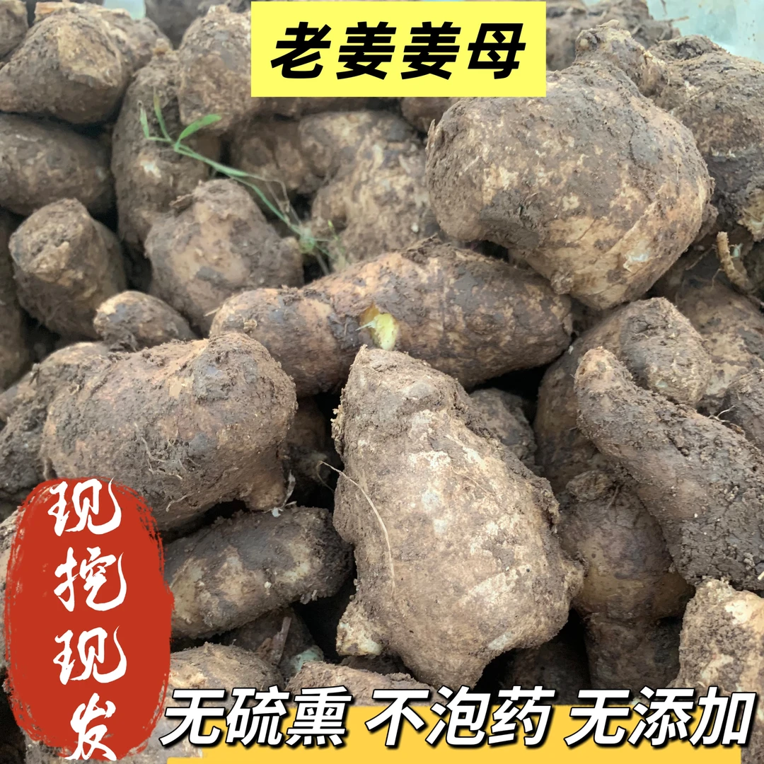 生姜精品老姜批发姜母老姜头山东黄姜姜母现挖现发辛辣十足正宗