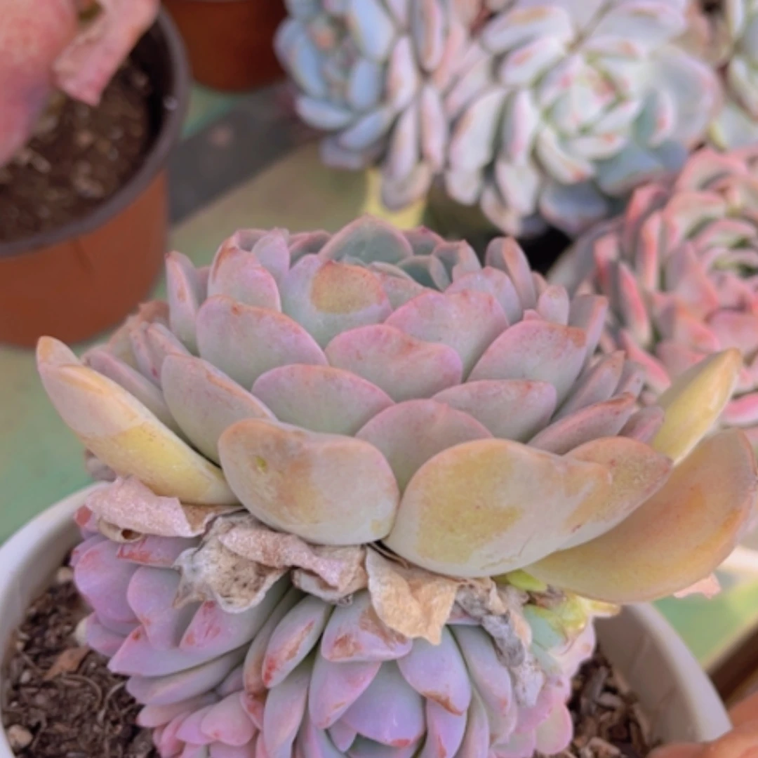 【闪购商品】冰魄手捧1404