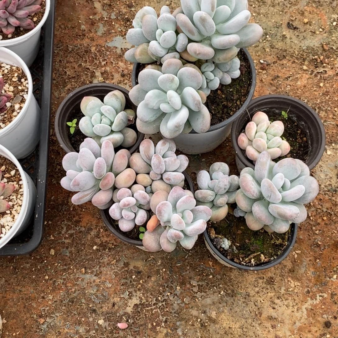 L***7开播福利，5646464