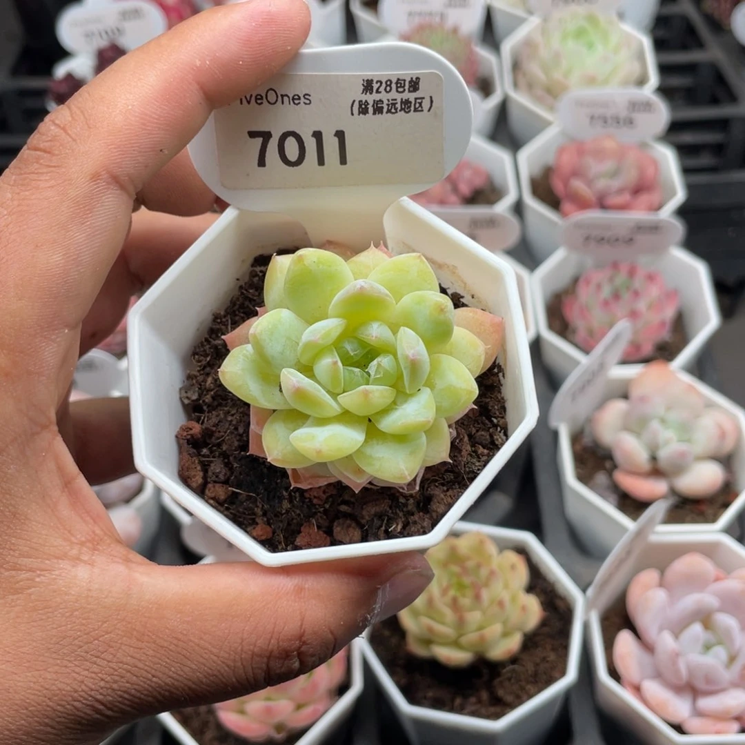 7011冰葡萄5.0厘米