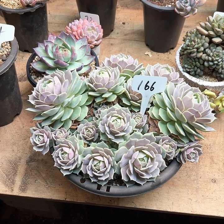 G***】多肉植物，露娜莲166号
