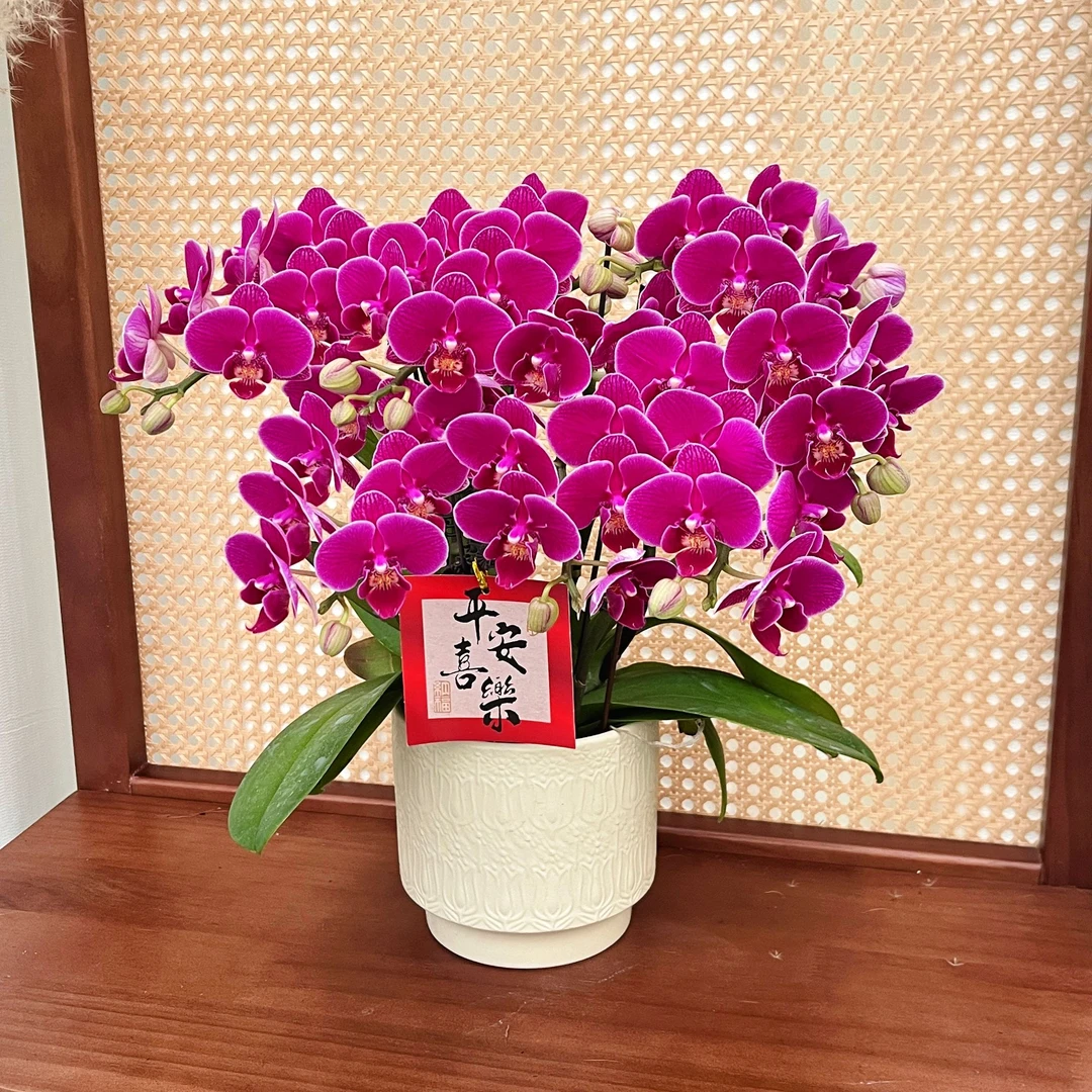 蝴蝶兰【红酒拉菲】欧洲进口 高端花卉 送礼乔迁 好养耐养碧绿爆根