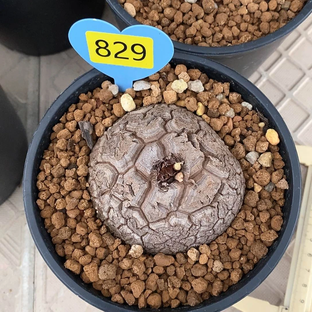 南非龟甲龙龟甲龙