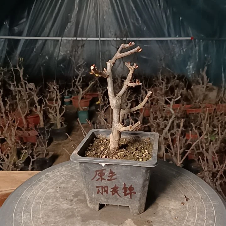 当前无花朵，栽培后可花朵