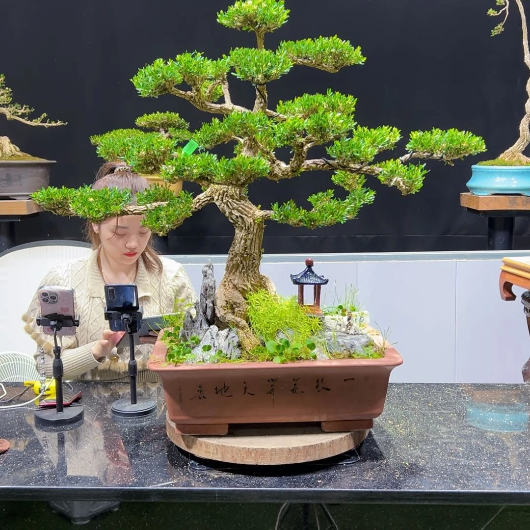 黄杨盆景老桩四季长青