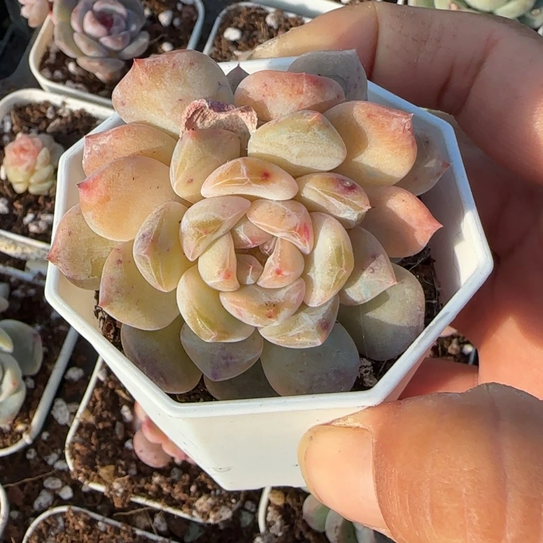 小卡拉米糖心一物一拍