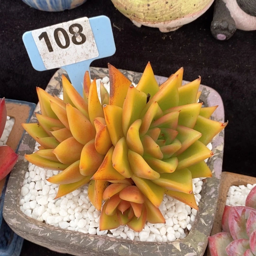 贵妇指杂多肉植物盆栽