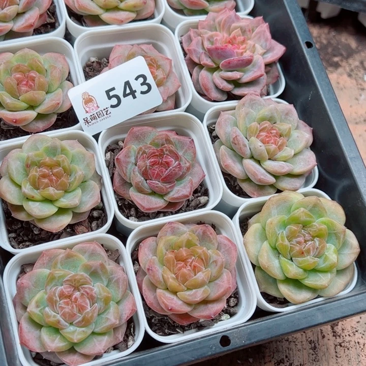 溺****多肉植物多肉植物