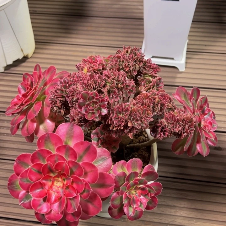 粉女巫缀化脱土发货