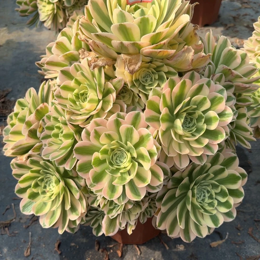 无花朵289迈巴赫多肉植物绿植