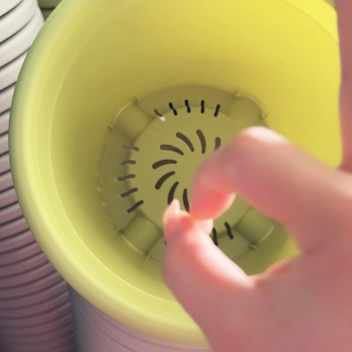 四季5号果绿无托6个特价微瑕