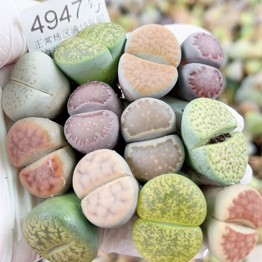 4947 好养易活生石花大母本12个2-2.5cm