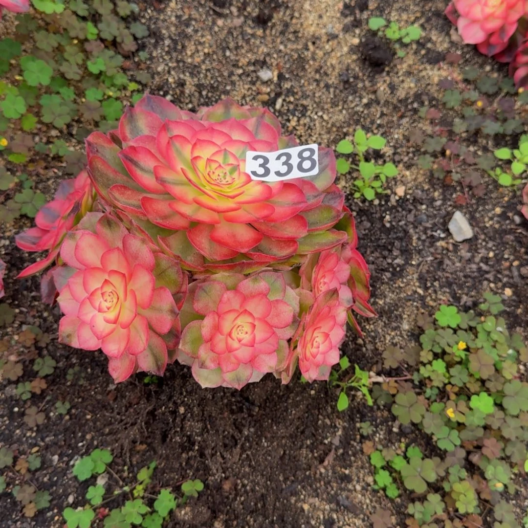 338多肉植物荔枝多肉