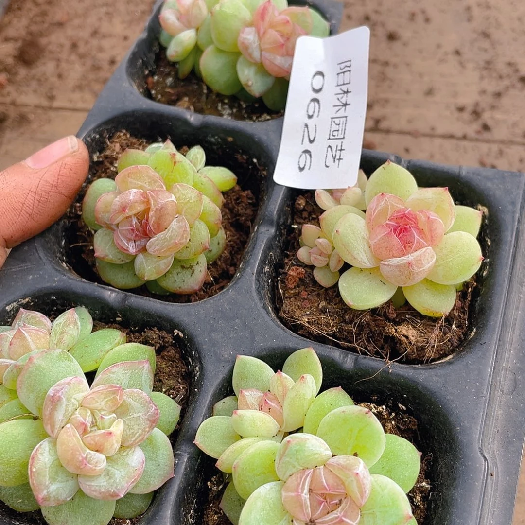 多肉植物多肉植物626