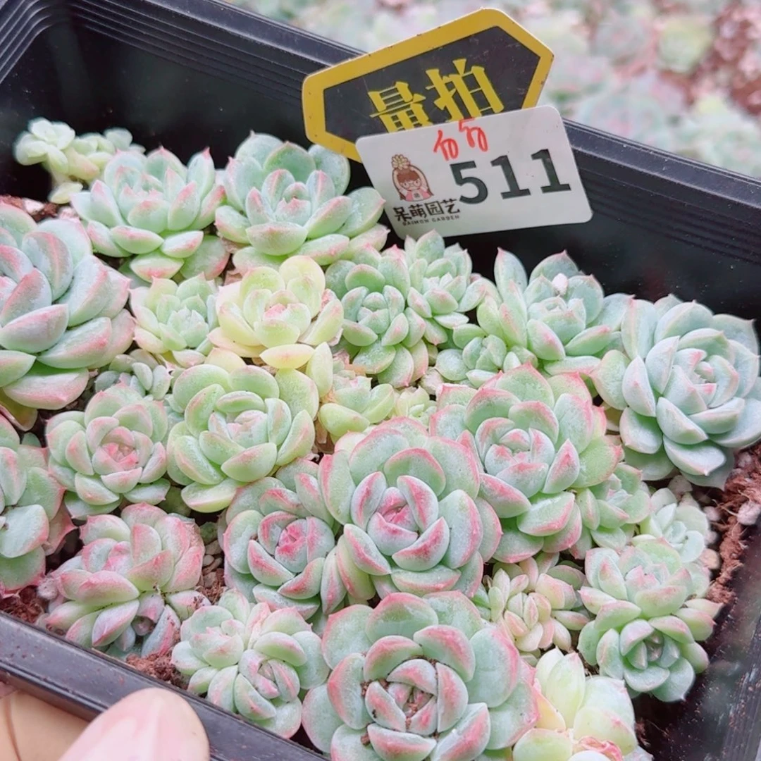 多肉植物多肉植物