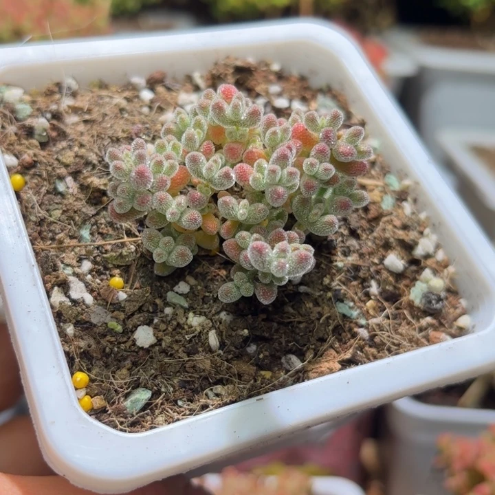 枝干番杏粉钻D274带土盆