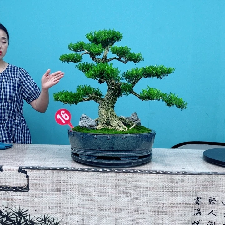 无花朵广东雀舌黄杨盆景