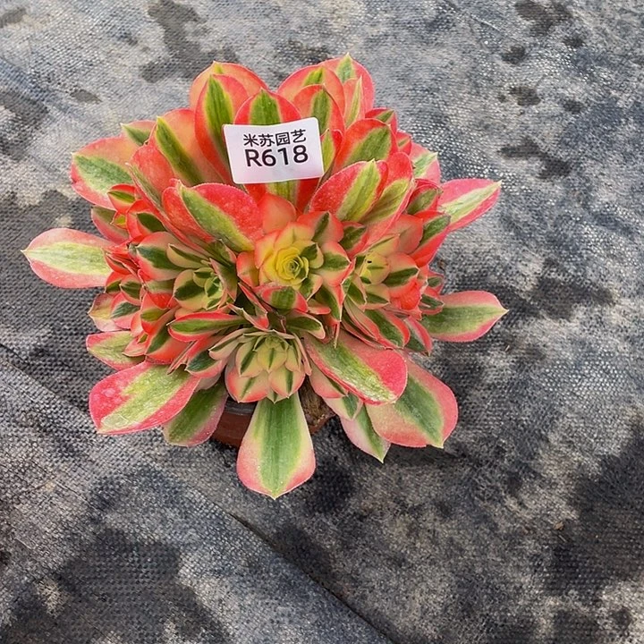 ?****指618多肉植物的生长