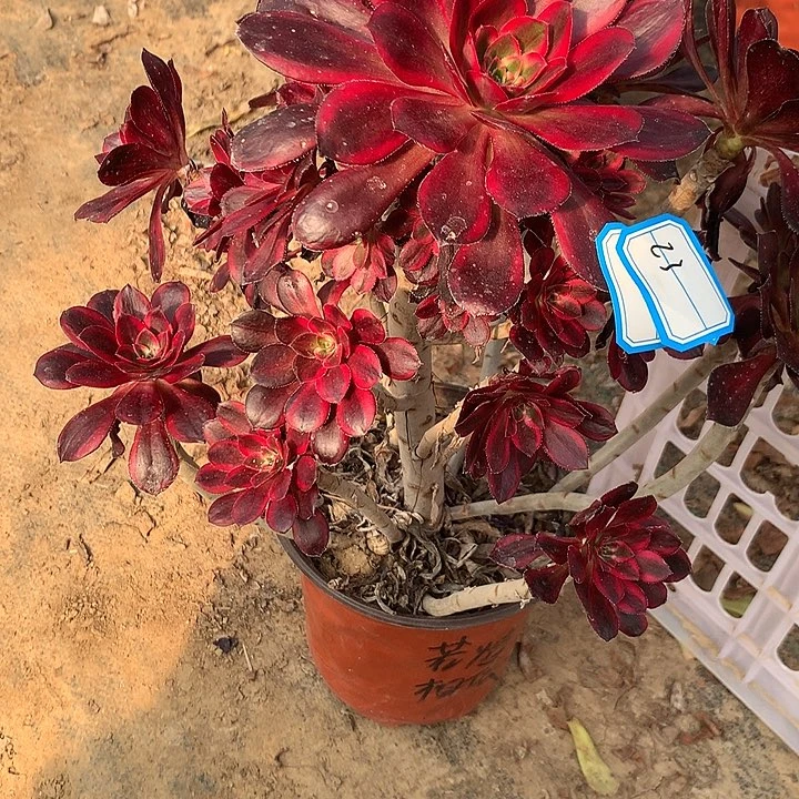 多肉植物阴阳香而23