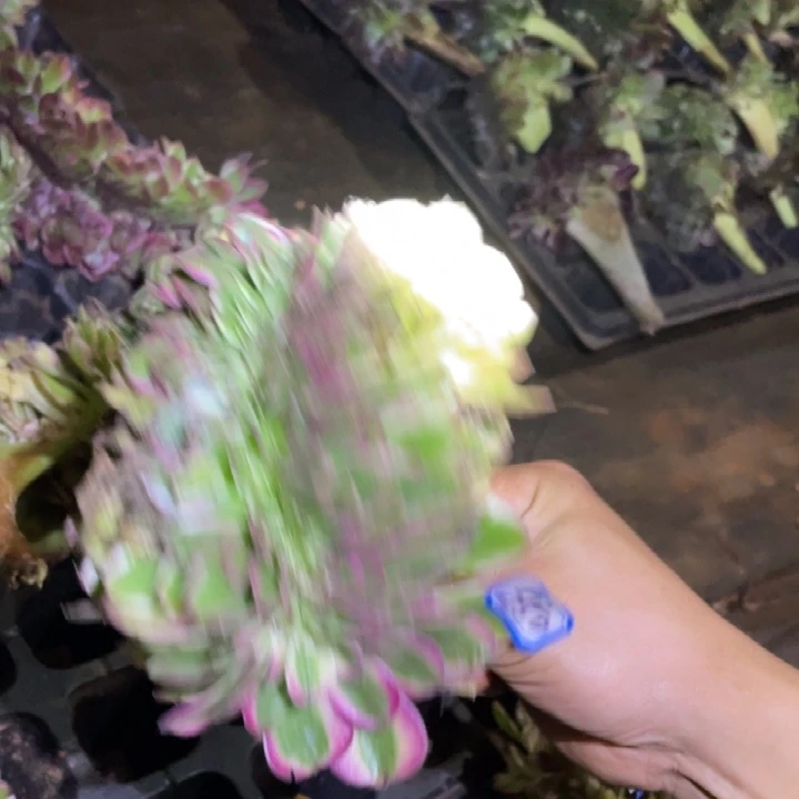 850，不带根荔枝缀化