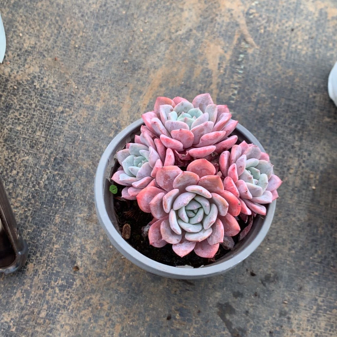 萝***嗦你要的不是这样做就会