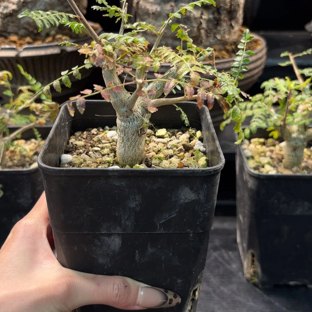 藤**香尼勒达乳香实生带盆土