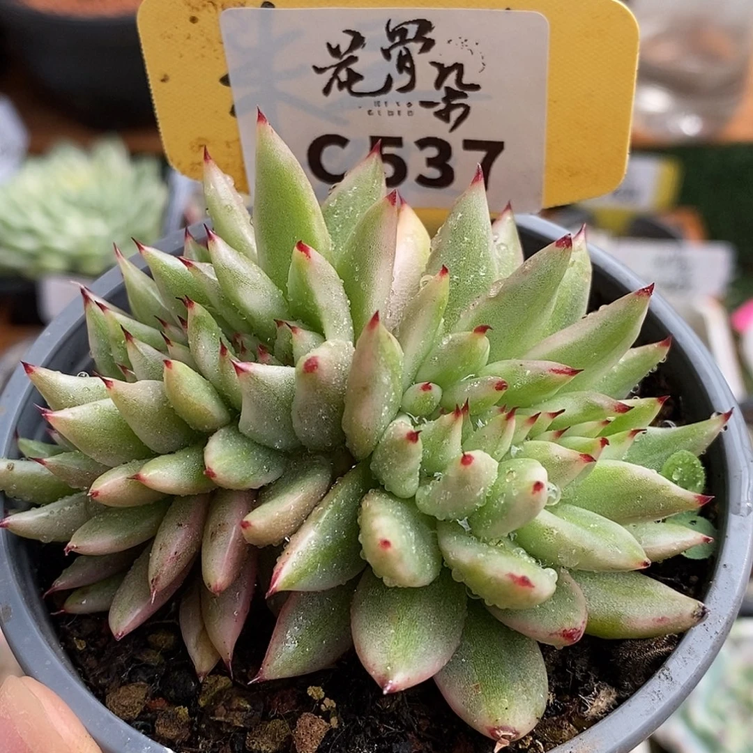 537东云景哈哈哈哈哈