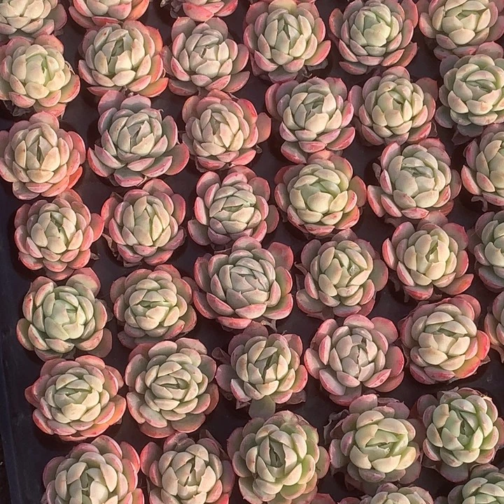 贝瑞10颗。 （满9.99包邮不满9.99发叶子）