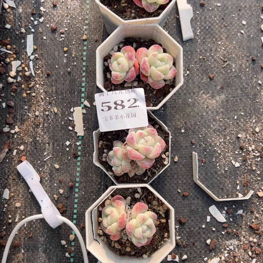 y***f582号四颗冰玉双头量拍多肉满18元包邮下午发货