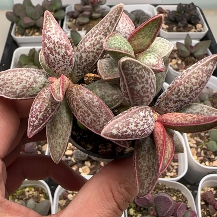 红太平水泡多肉植物