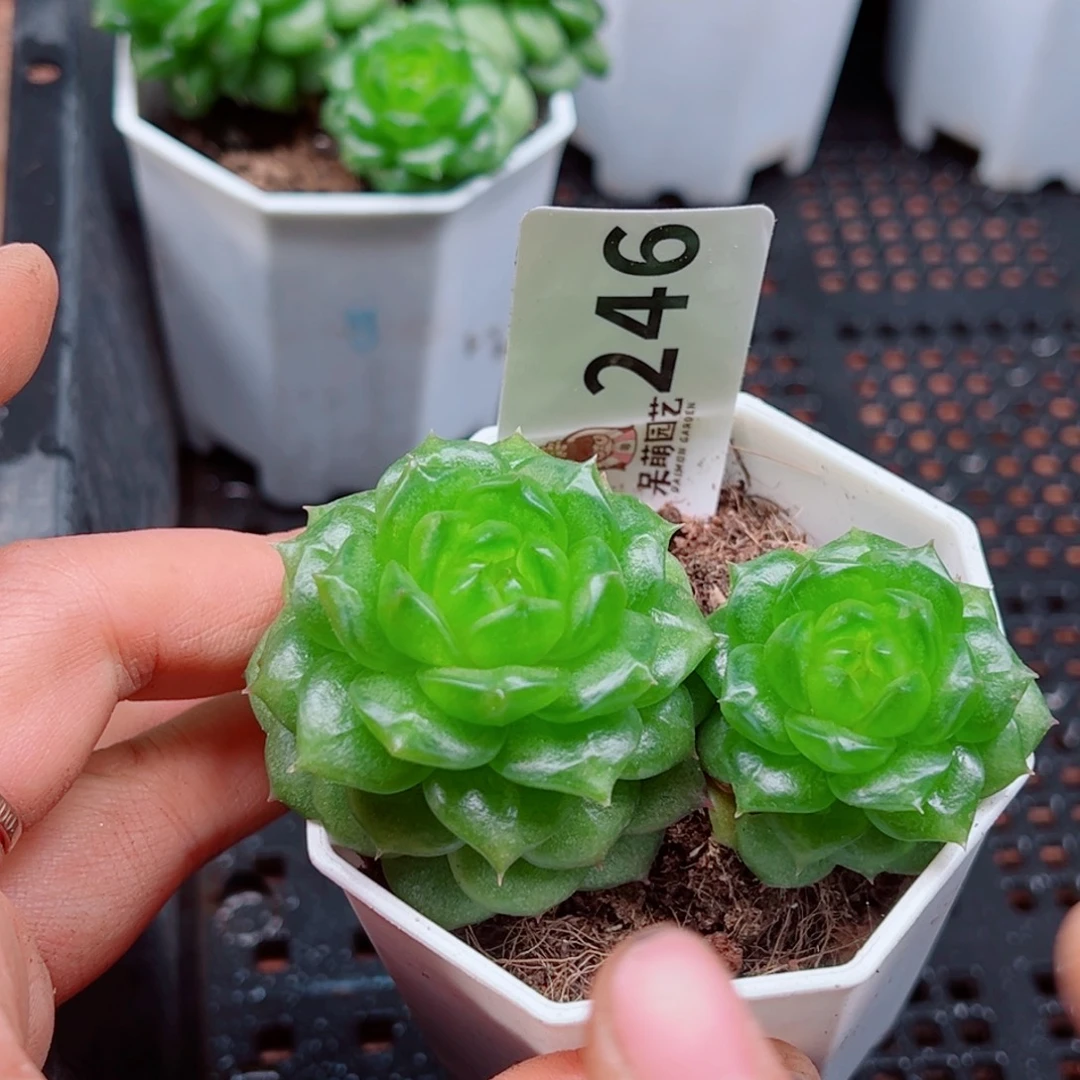 多肉植物多肉植物