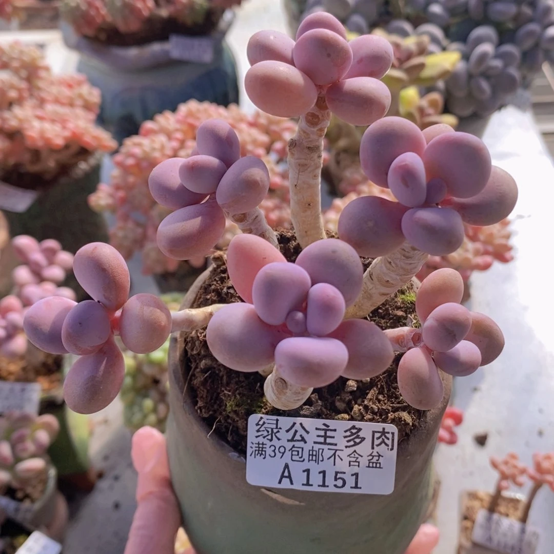 糖果桃蛋老桩10cm1151多肉植物