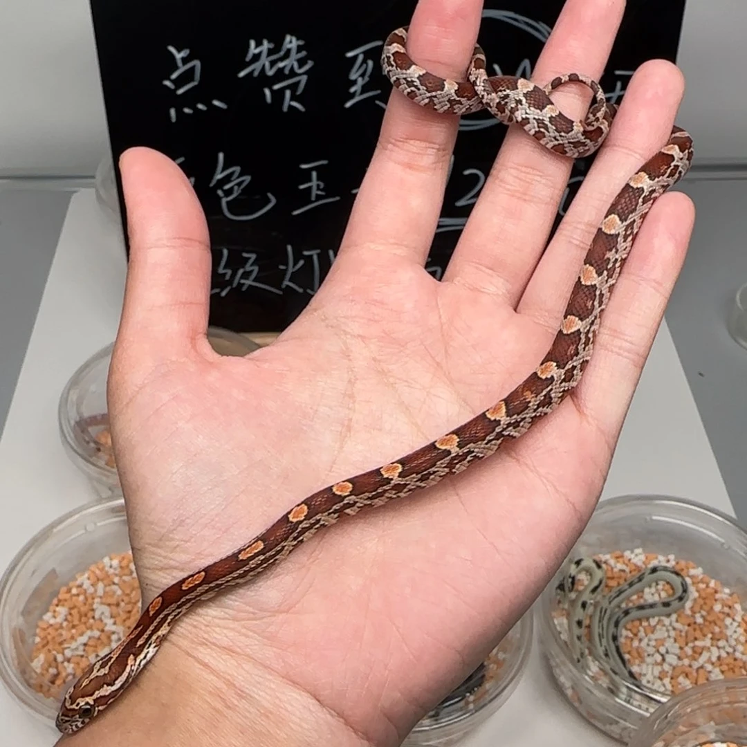 直播间专拍 福利款原色