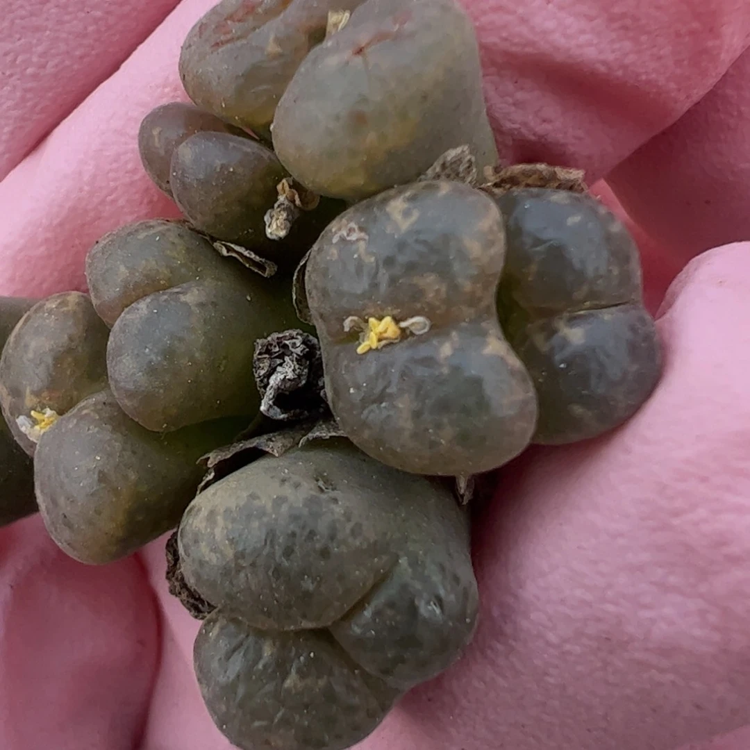 676 好看的多肉冲冲冲q