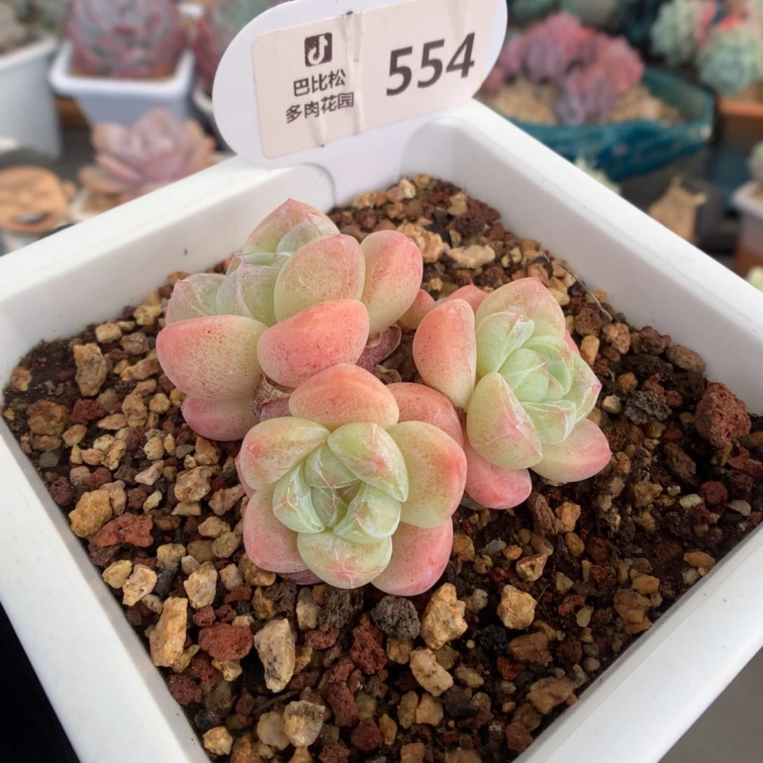 554 糖心冰玉多肉多肉