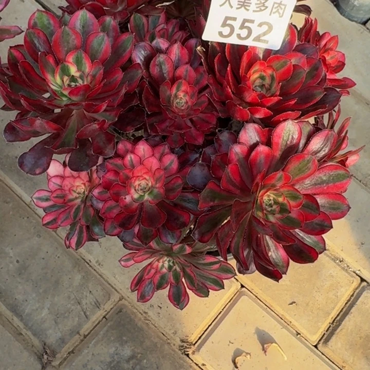 六*香奶奶丛林552肉肉