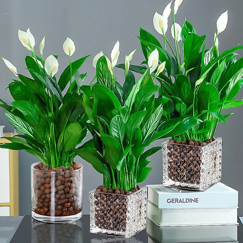 一帆风顺绿色水培植物土培开花植物叶片四季常青鲜绿白掌水培美观