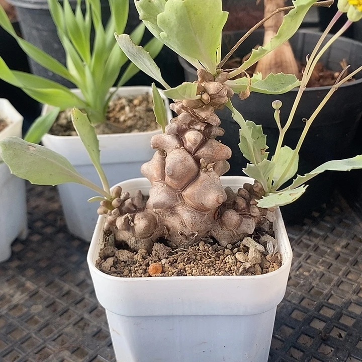 蛮鬼塔厚敦菊，一物一拍