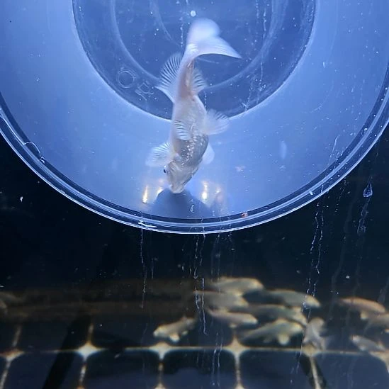 海水鱼普身白色蝴蝶鲤 圆首鳍 满臀鳍