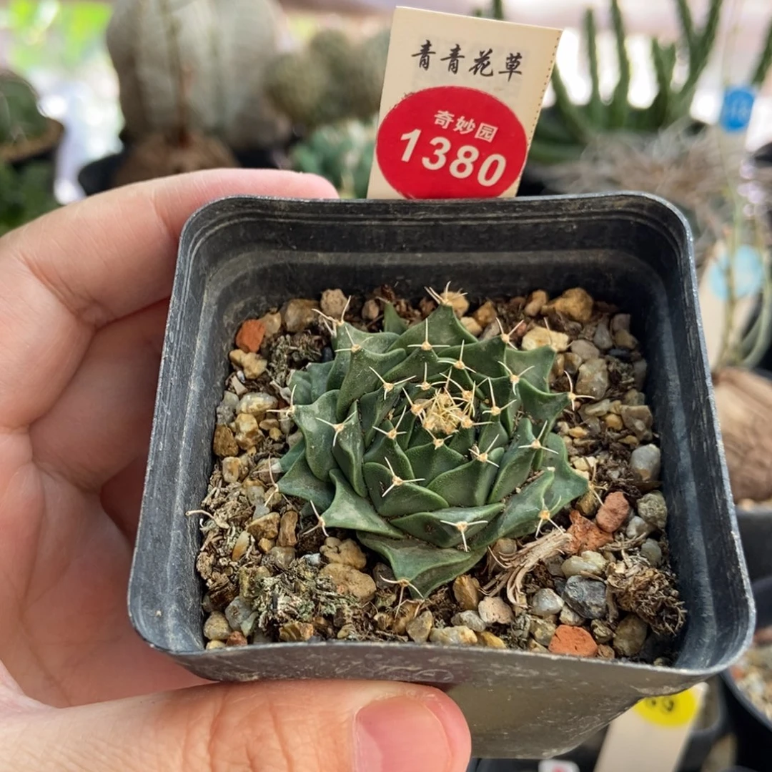 实生帝冠4cm一棵仙人球