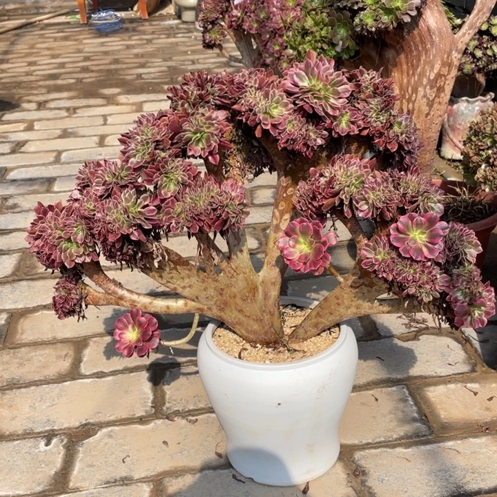 法师老桩缀化美杜莎