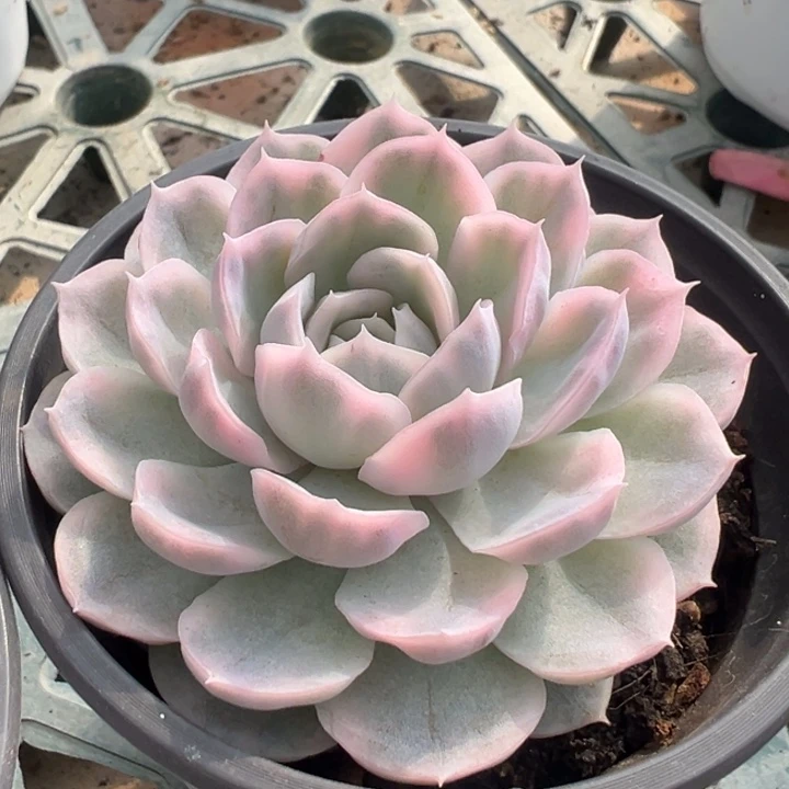 墨西哥雪球锦一物一拍